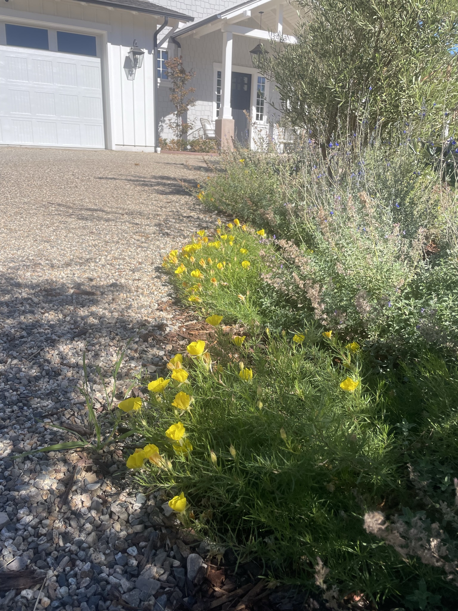 Decomposed granite driveway with drought-tolerant plantings at a Santa Barbara home.
