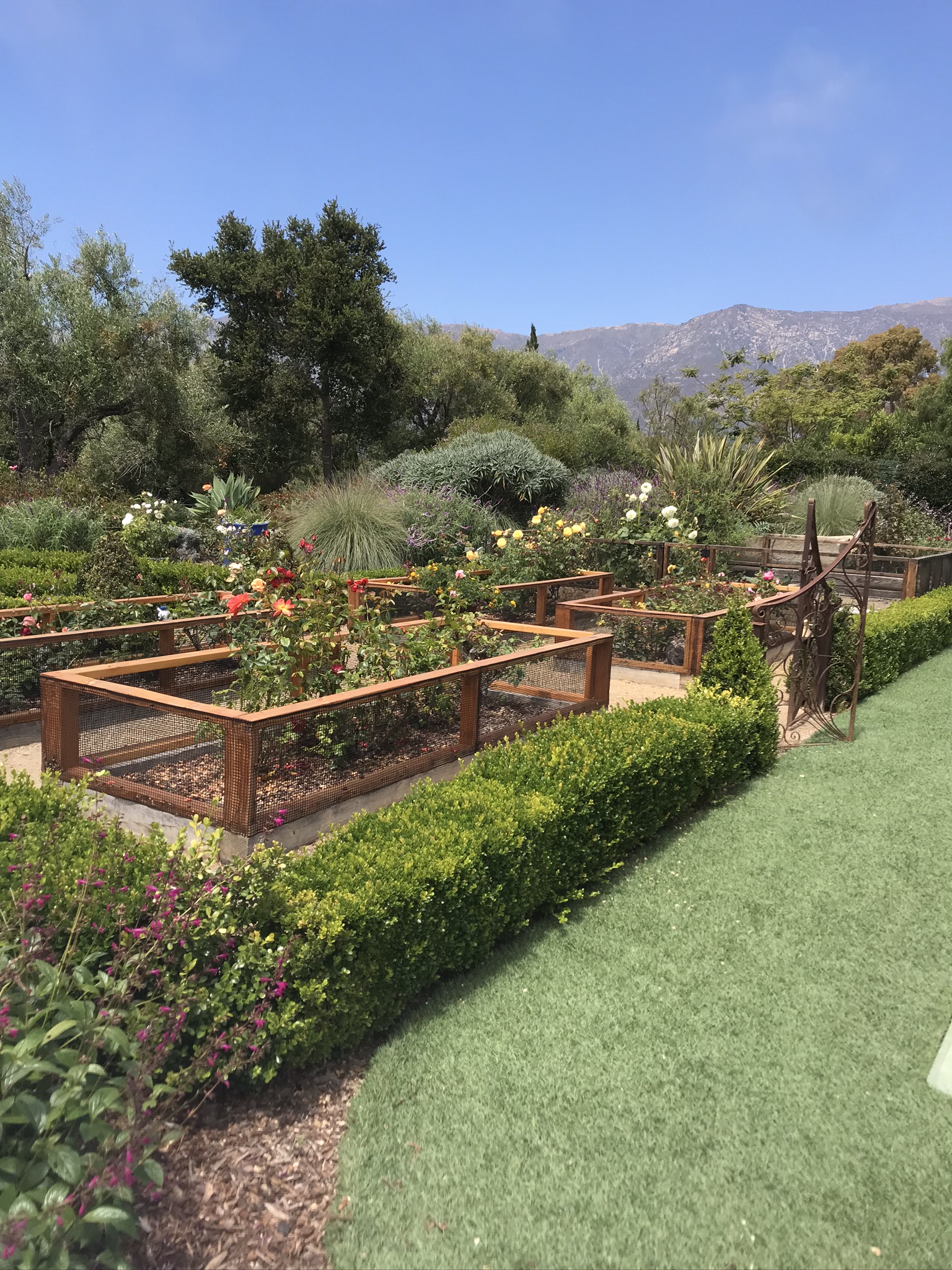 Raised rose garden beds with formal hedges in a Santa Barbara estate landscape.