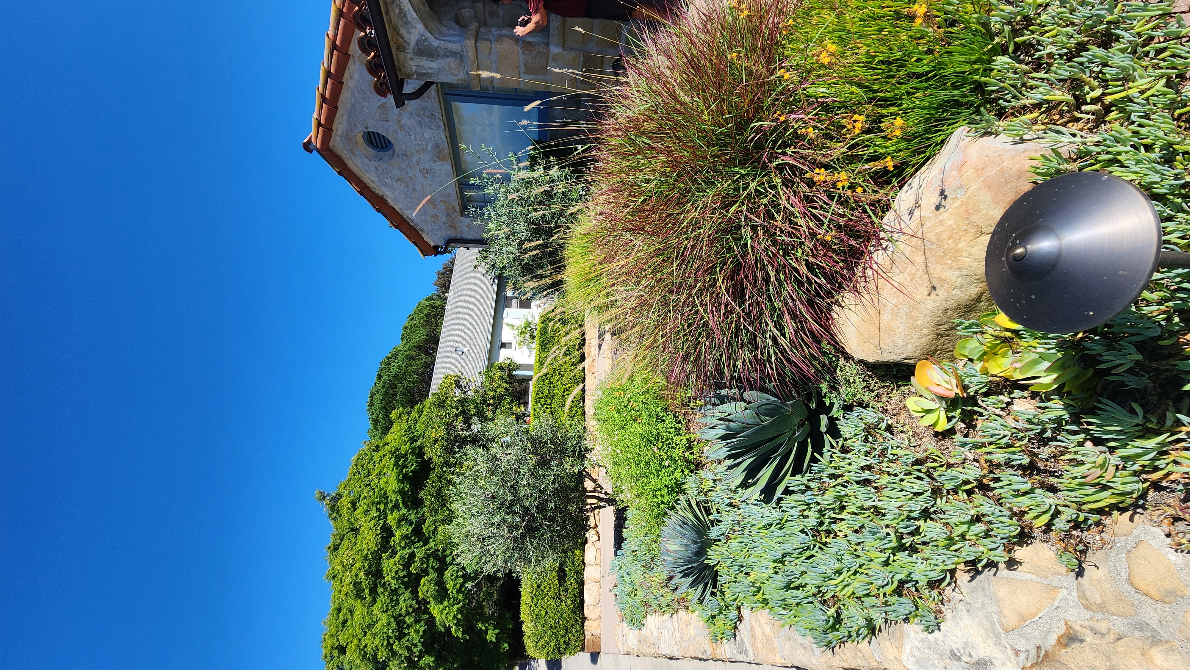 Colorful drought-tolerant front yard landscape with agave and fountain grass in Santa Barbara.