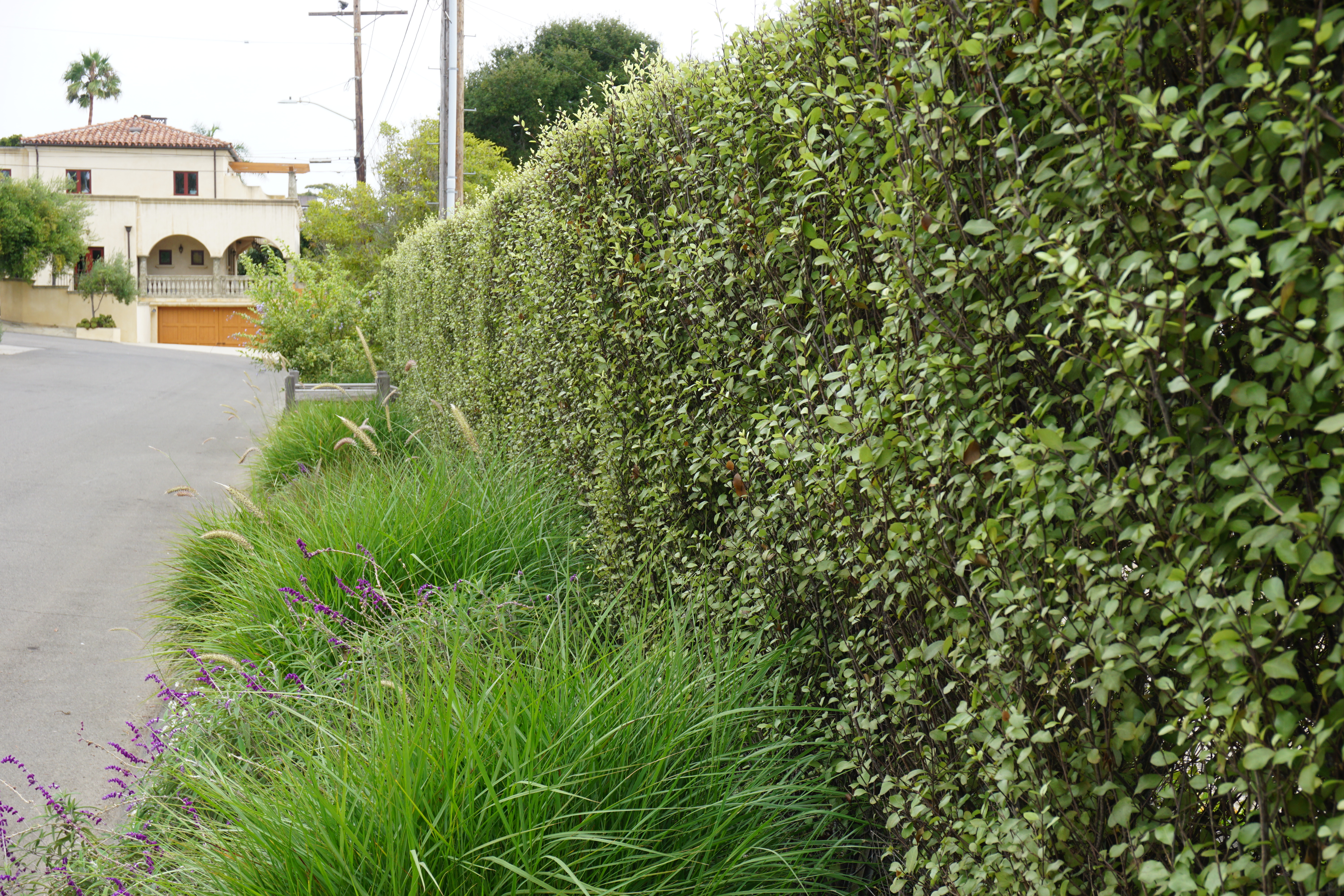 Manicured privacy hedge with drought-tolerant ornamental grasses along a Santa Barbara driveway.